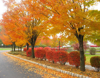 Free Autumn Wallpapers HD 4.jpg