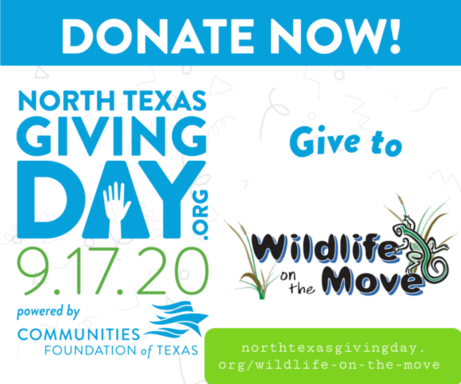 Donate Now to Wildlife On The Move Animal Care!